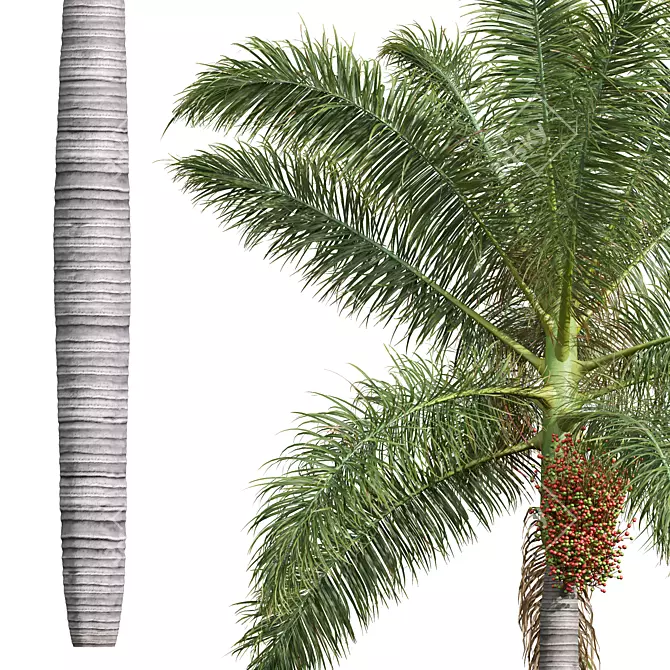 Royal Palm 3D Plant Model 3D model image 4