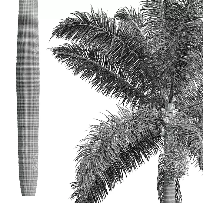 Royal Palm 3D Plant Model 3D model image 5