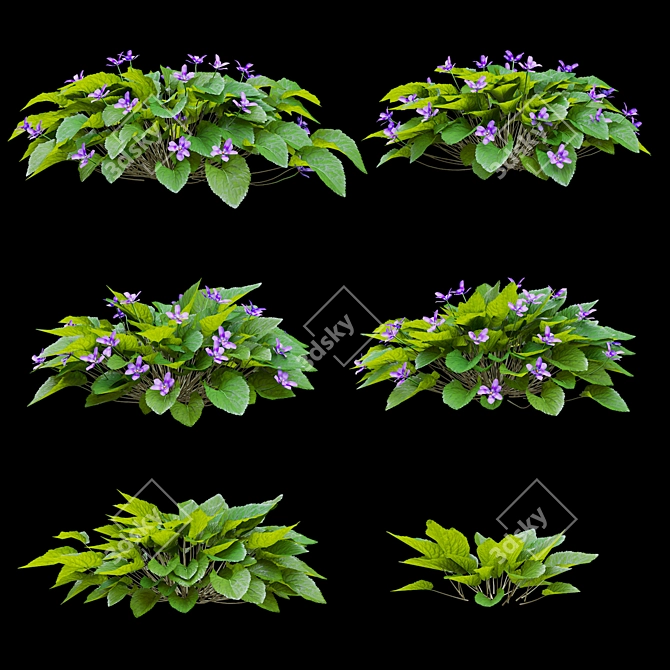 Fragrant Viola Bushes Bundle 3D model image 2