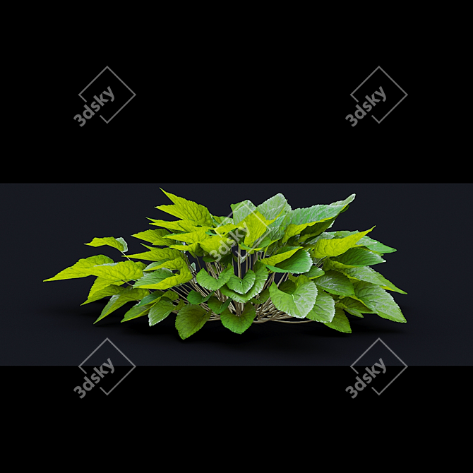 Fragrant Viola Bushes Bundle 3D model image 6