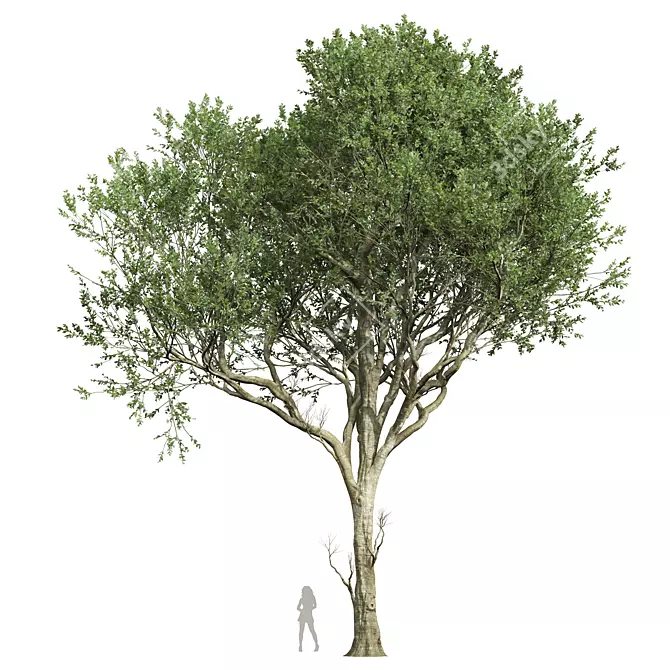 Detailed Fagus Grandifolia 3D Model 3D model image 1