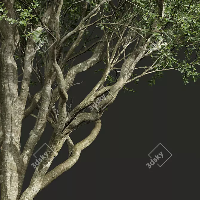 Detailed Fagus Grandifolia 3D Model 3D model image 2
