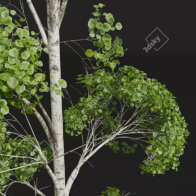 Trembling Aspen Tree Models 3D model image 4