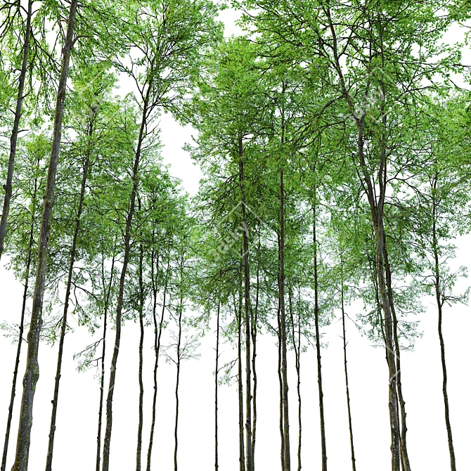 Tall Forest Trees Set 03 3D model image 2