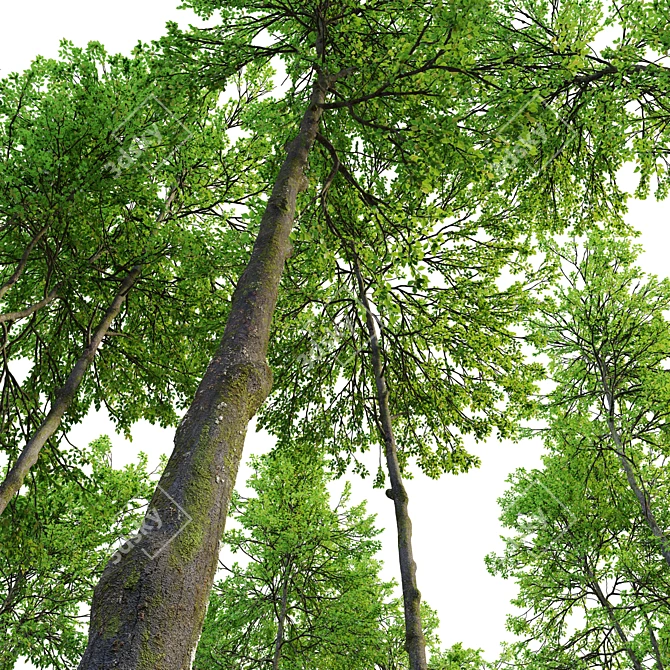 Tall Forest Trees Set 03 3D model image 4