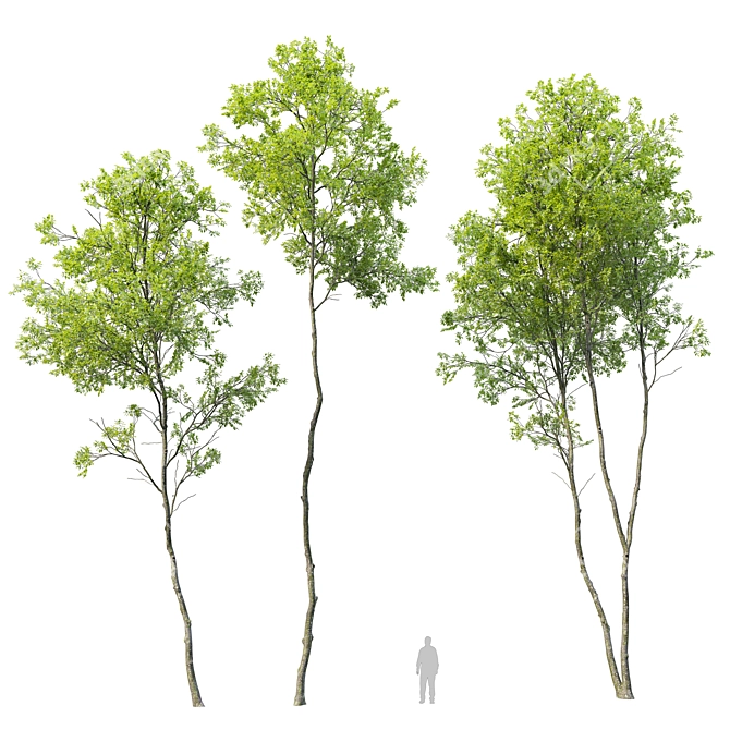 Tall Forest Trees Set 04 3D model image 1