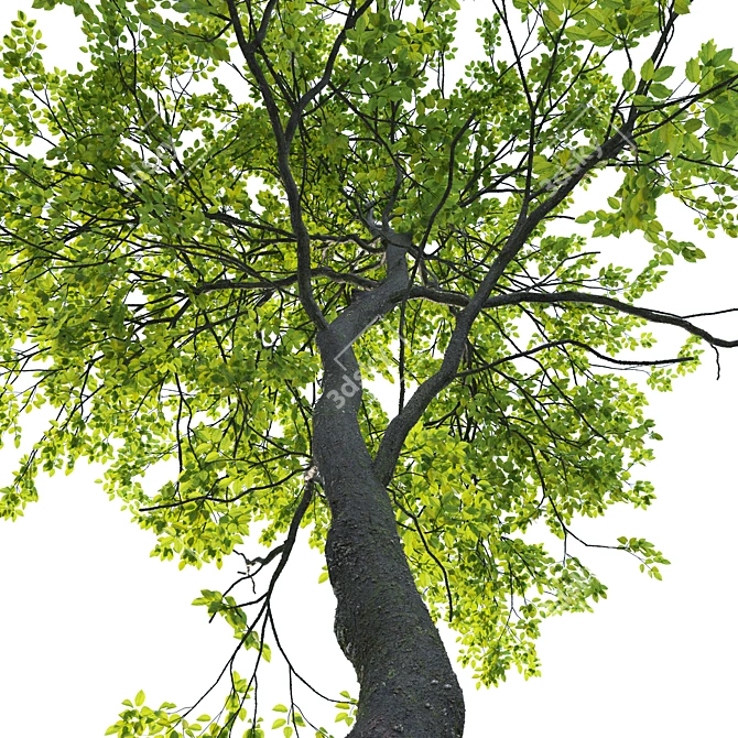 Tall Forest Trees Set 04 3D model image 3
