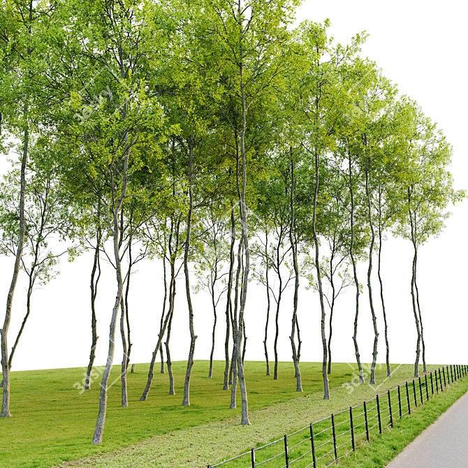 Tall Forest Trees Set 04 3D model image 4