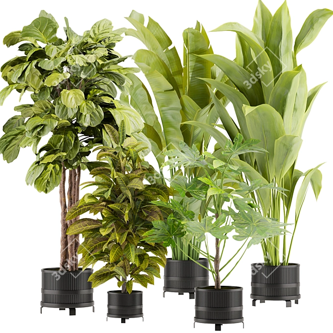 Indoor Plant Collection 3D Model 3D model image 1