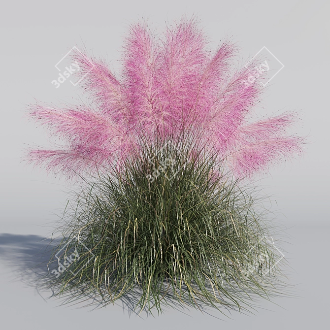 Pink Muhly Grass 3D Model 3D model image 2