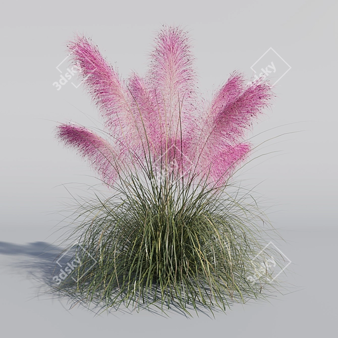 Pink Muhly Grass 3D Model 3D model image 5