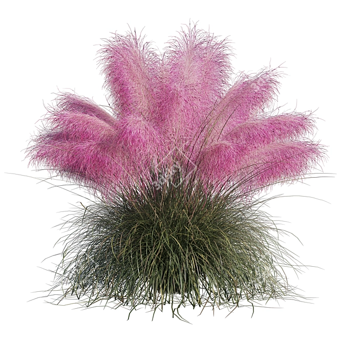 Pink Muhly Grass 3D Model 3D model image 10