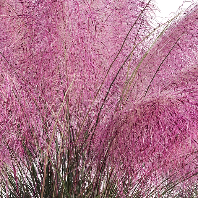 Pink Muhly Grass 3D Model 3D model image 12