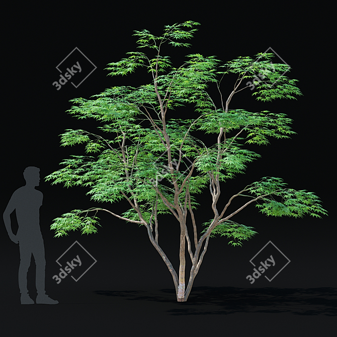 Japanese Maple Tree 3D Model 3D model image 3