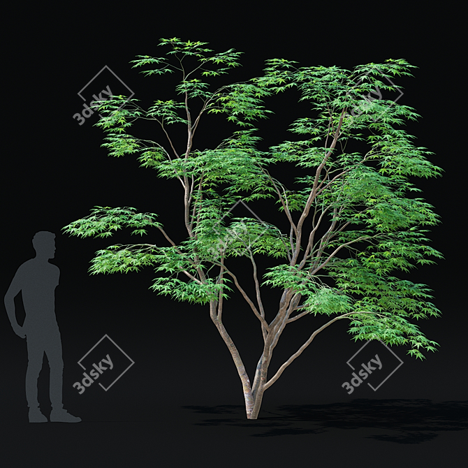 Japanese Maple Tree 3D Model 3D model image 4