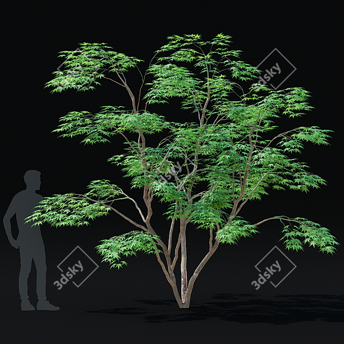 Japanese Maple Tree 3D Model 3D model image 5