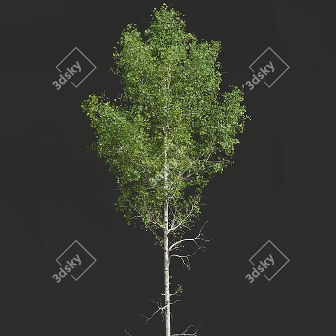 Forest Tree 3D Models Set 3D model image 3