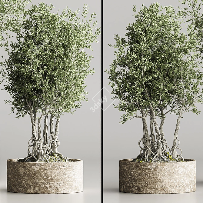 Modern Indoor Plant Collection 2015 3D model image 2