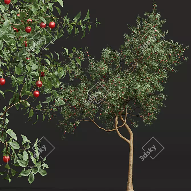 Chinese Sour Cherry Tree 3D Model 3D model image 2