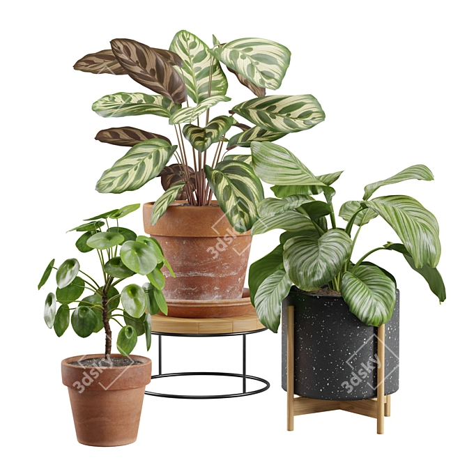 Exotic Indoor Plants Pack Bundle 3D model image 1