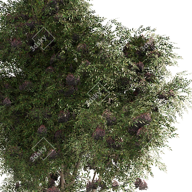 Elderberry Trio 3D Tree Set 3D model image 3