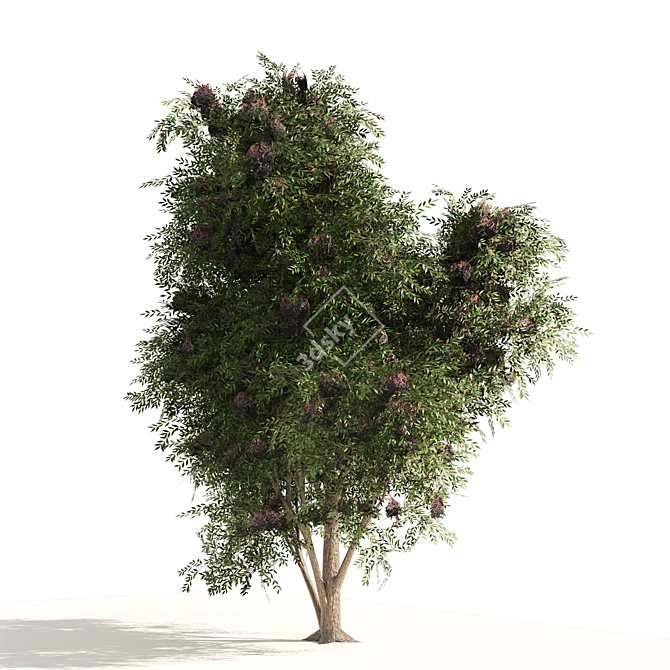 Elderberry Trio 3D Tree Set 3D model image 4