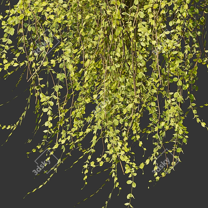 Outdoor Ivy Leaf Bush 3D 3D model image 6