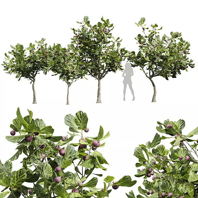 Premium Ficus Carica Feige Fig 3D model image 1