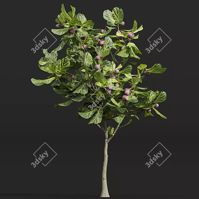 Premium Ficus Carica Feige Fig 3D model image 2