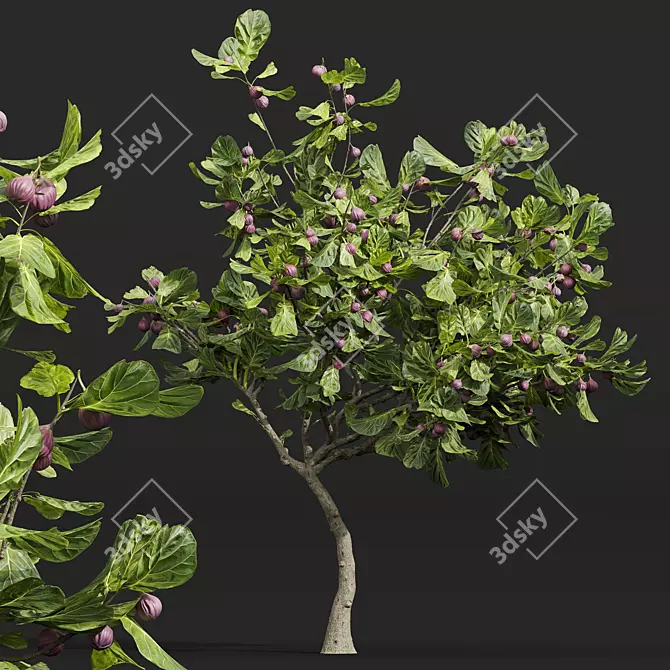 Premium Ficus Carica Feige Fig 3D model image 3