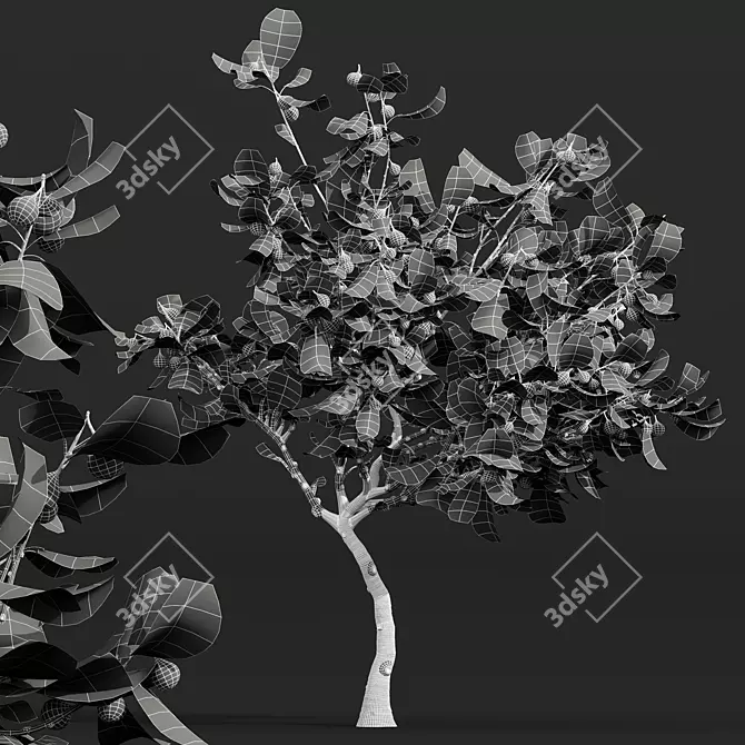 Premium Ficus Carica Feige Fig 3D model image 4