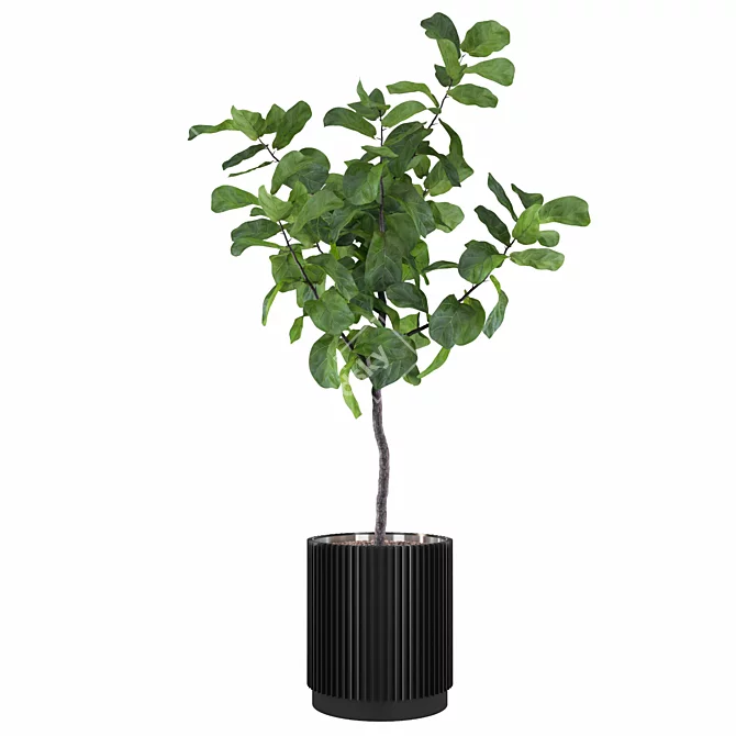 Exquisite Ficus Lyrata Plant Collection 3D model image 2