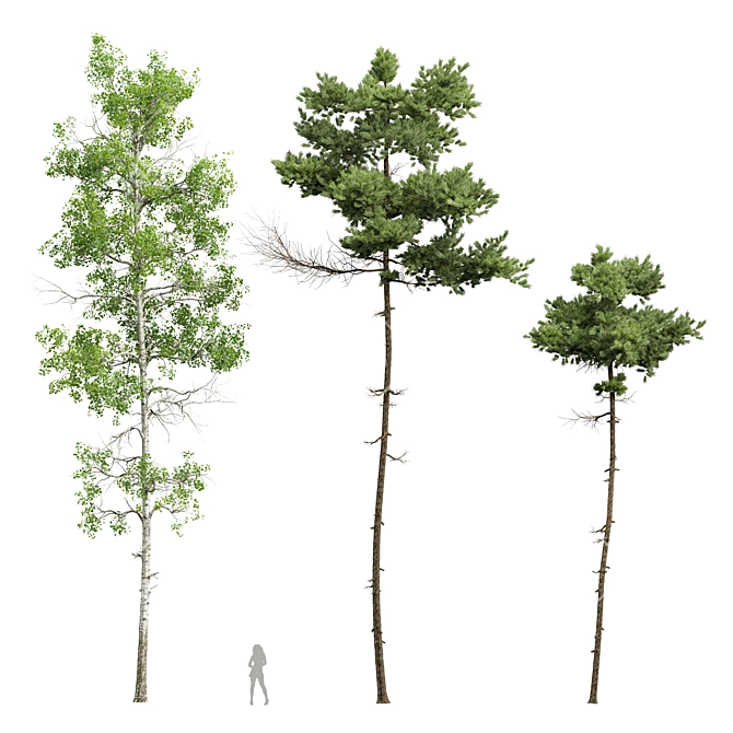 Diverse Tree 3D Models Bundle 3D model image 1