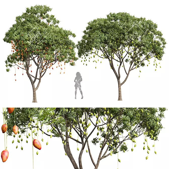 
Exquisite Mangifera Indica Mango Tree 3D model image 1