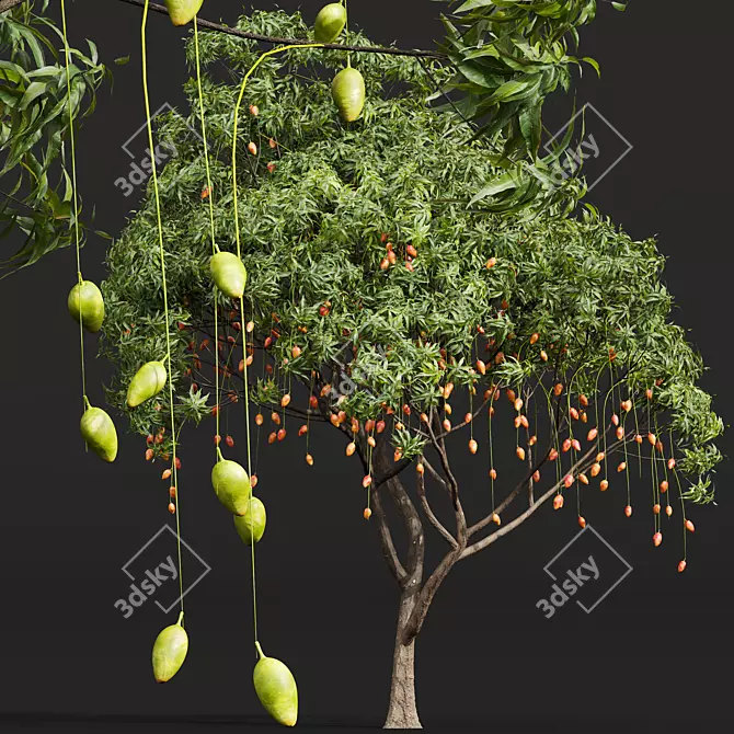 
Exquisite Mangifera Indica Mango Tree 3D model image 3