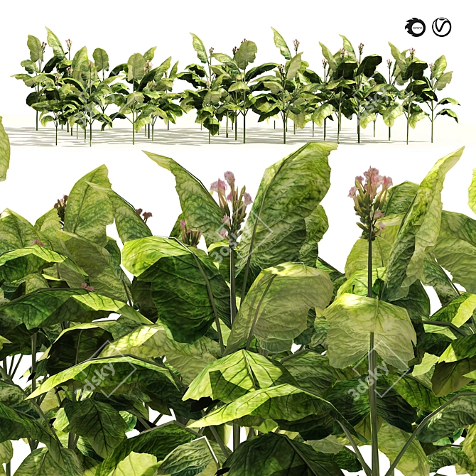 Lush Tobacco Field Plants Model 3D model image 1