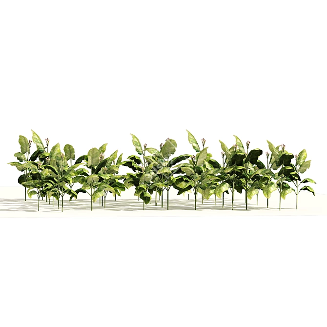 Lush Tobacco Field Plants Model 3D model image 2