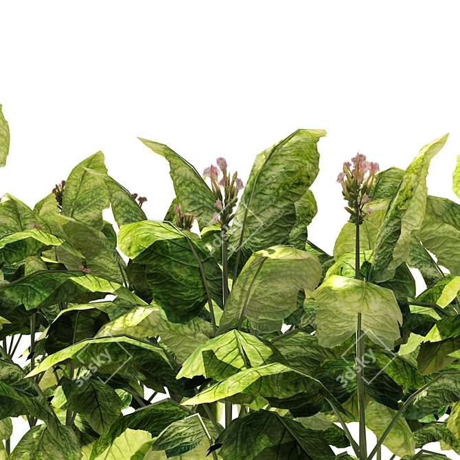 Lush Tobacco Field Plants Model 3D model image 3