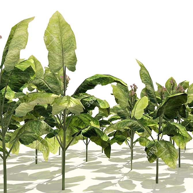 Lush Tobacco Field Plants Model 3D model image 4