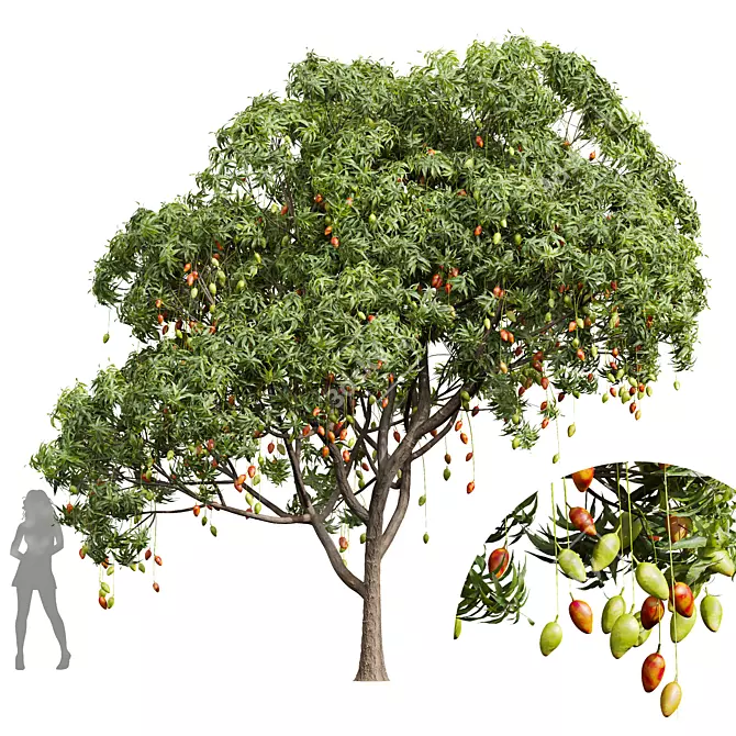 Title: High-Detail Mangifera Indica Model 3D model image 1