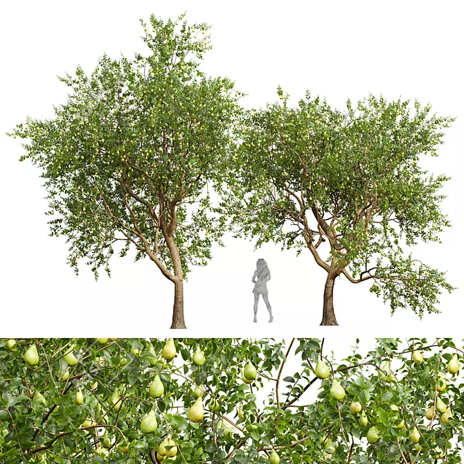 Pear Pyrus Communis 3D Plant 3D model image 1
