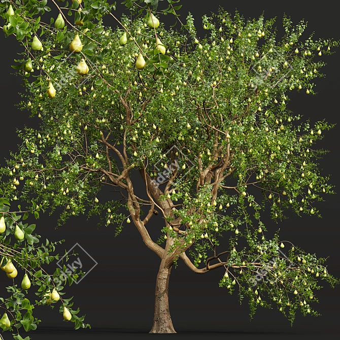 Pear Pyrus Communis 3D Plant 3D model image 2