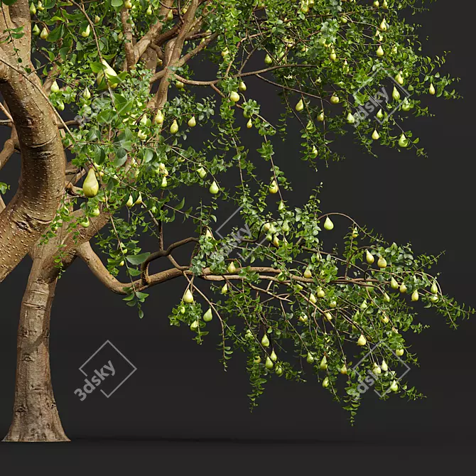 Pear Pyrus Communis 3D Plant 3D model image 3
