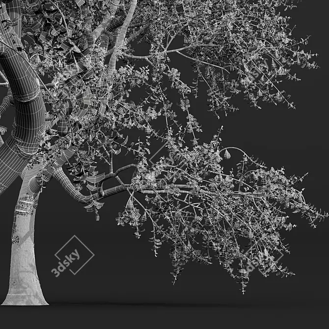 Pear Pyrus Communis 3D Plant 3D model image 5