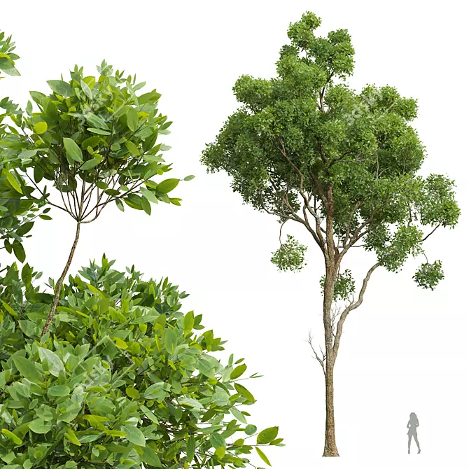 Camphor Tree 3D Model Set 3D model image 1