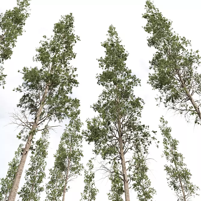 Atlantic White Cedar 3D Model 3D model image 2