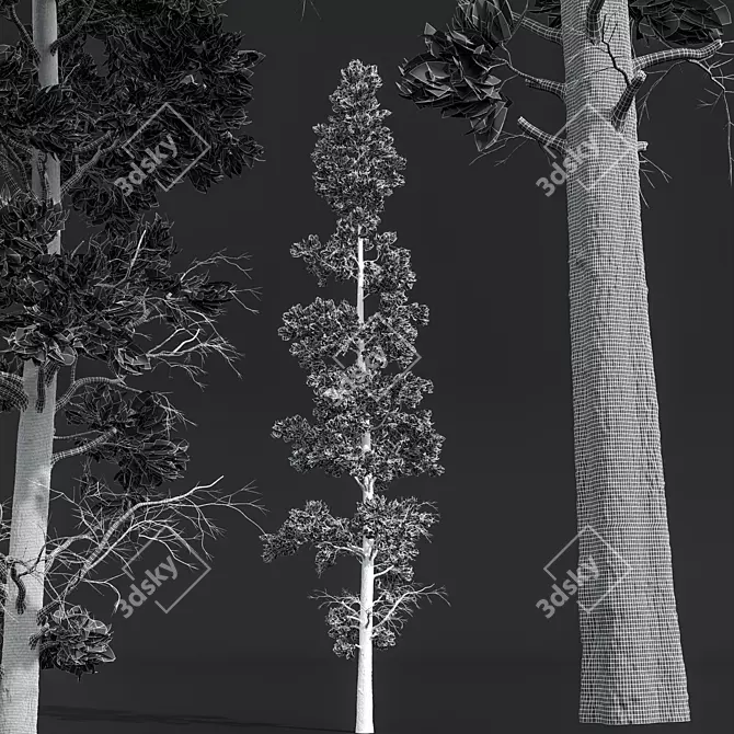 Atlantic White Cedar 3D Model 3D model image 4