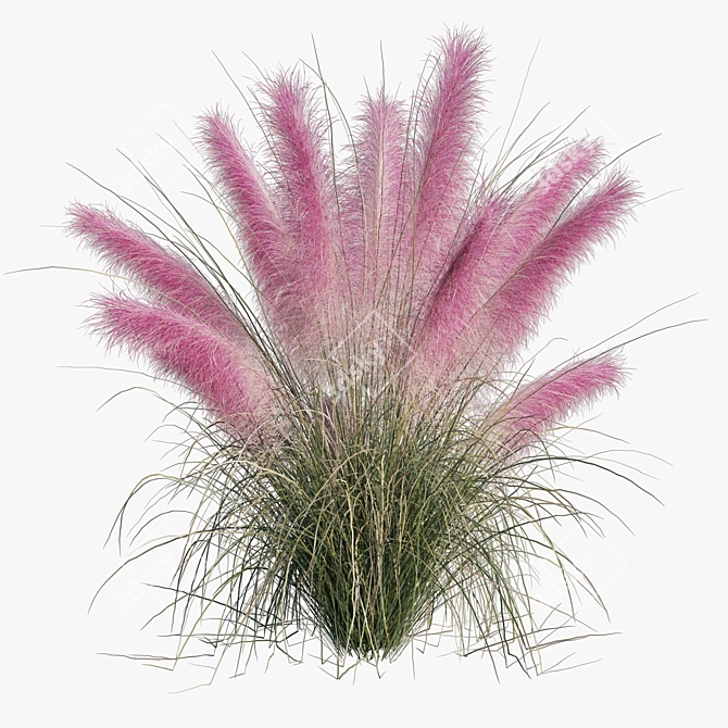 Pink Muhly Grass 3D Model 3D model image 2