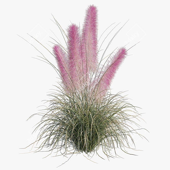 Pink Muhly Grass 3D Model 3D model image 4