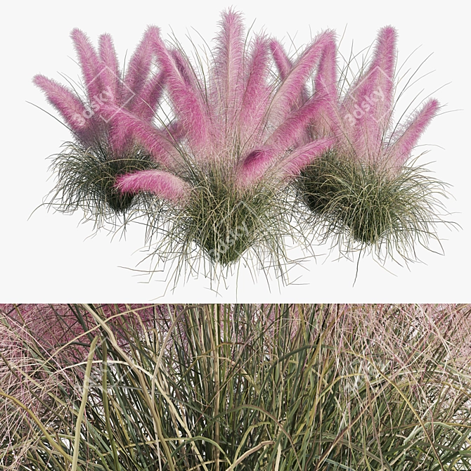 Pink Muhly Grass 3D Model 3D model image 7